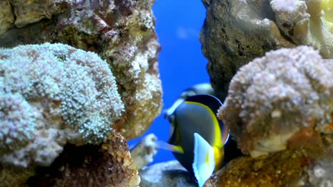 Close-up Footage Of Blue Tang Fish Underwater