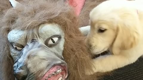 Halloween puppy attack!