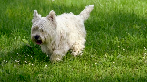 Cute Griffon Dog Walking Around In Fresh Green Grass