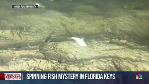 Spinning Fish Mystery In The Florida Keys