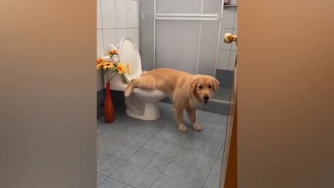 Labrador quickly learn go to toilet for pee. Cute Labrador dog. So funny dog