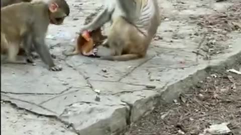 Amazing! Monkey China & Funny Love monkey| Animals Love