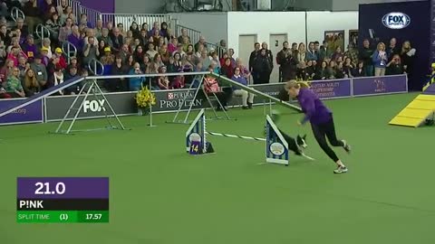 P!nk the border collie wins back-to-back titles at the 2022 WKC Masters Agility | FOX SPORTS