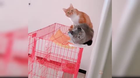 Cute Kittens- Funny Video