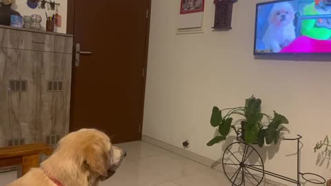 Puppy watching TV