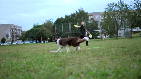 How to teach your dog and cat to get along how to your dog training