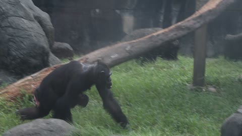 Chimpanzee carrying a child, Maternal love