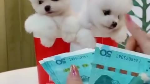 Ruff Around the Clock-These Poms Work 24/7 (for Treats)