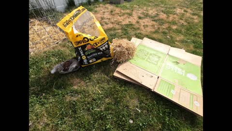 Grow Food with Cardboard and Straw #HowToGrowPotatoes #Potatoes #Gardening