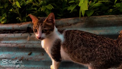 cute abandoned kitten 😍 how many likes does he deserve??? ❤️