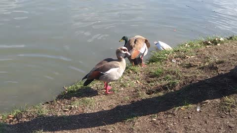 Northern Shovelers, Egyptian Geese, and Coots