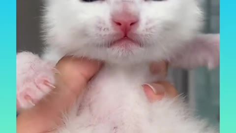 27__Cute_and_Funny_Cat_Videos_Compilation__#short