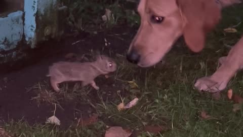 Wild Baby Rabbit Approaches Golden Retriever