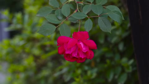 flower rose!