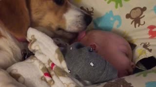 Cuddly Corgi Keeps Baby Clean