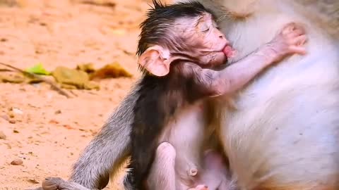 Monkey breastfeeding baby / Feeding hungry baby / Cute monkey/ Nature