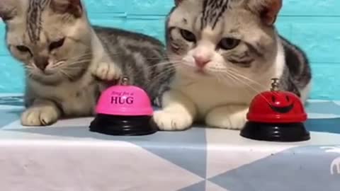 Hilarious & Cute Cats