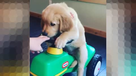 Puppy learn to drive