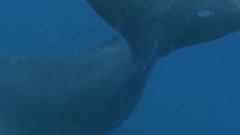 Whales