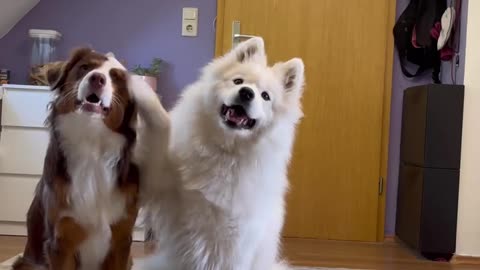 Cute doggos bath time