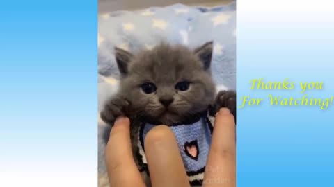 Cute Pets And Funny Animals Compilation wath now for fun