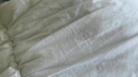 Dog doesn’t want to get out of bed