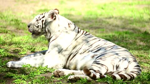 white tiger laying in the grass yawns