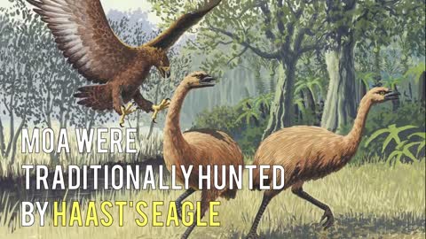 These animals are now extinct because of hunting