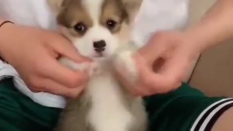 Watch This Corgi Dance!