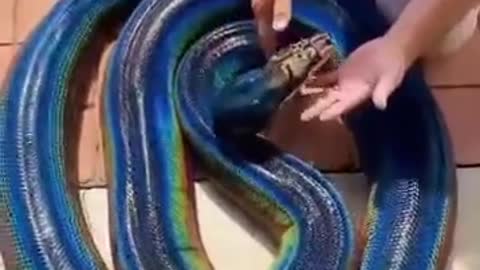 Colourful snake🐍