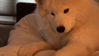 Samoyed puppy lies in bed and holds hands with owner