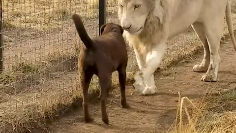 Cute Lion Gives smooches to Puppy,s Paw!