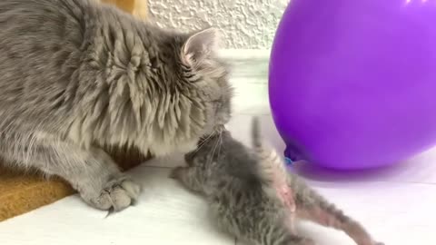 Mom cat teaches her loudly meowing kittens to walk