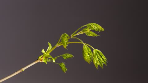 The beginning of a new life. Fragment of the kidneys on the tree