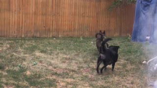 Talented Pup Catches a Mouthful