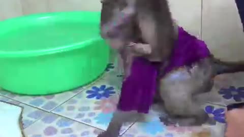 The monkey take a bath on a skill child.don't mis this amazing video