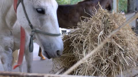 Close shot of a bay horse, eating hay in farm