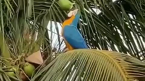 parrot