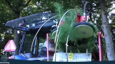 Learn Fennel Farm and Harvest