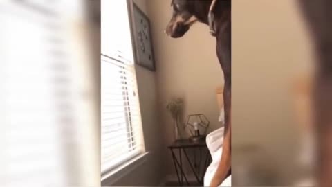 dog takes a tremendous hit