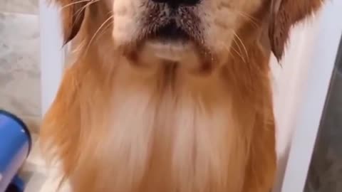 Majestic - Very Cute Dog