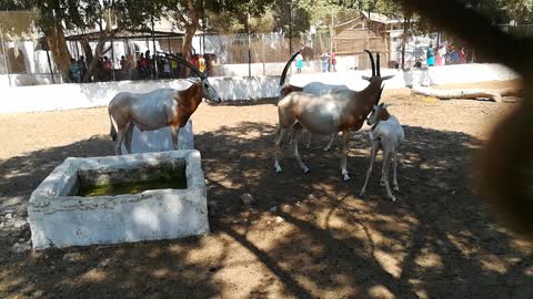 Little Boy Came Near Gathered Family Backed White oryx In Egypt