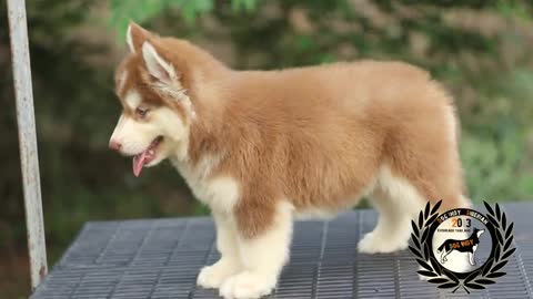 Wooly Coat husky