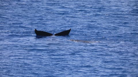 Humpback Whale Tails Up