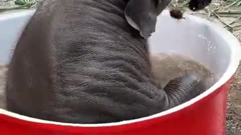 Elephant Funny Videos ||| Elephant Take Bath Video | #elephant