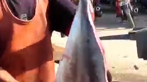 Cut baby yellowfin tuna by Mustakim shorts