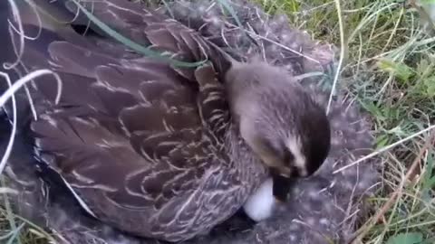 Mother Duck is so great. She keeps her baby warm with her fur