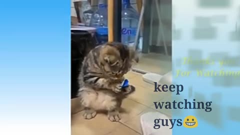 Rumble/cat video ,best funny video ,cute cat ,#short