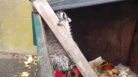 Fat Raccoons ate too much .