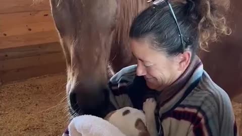 Horse Shows Puppy Lots of Love